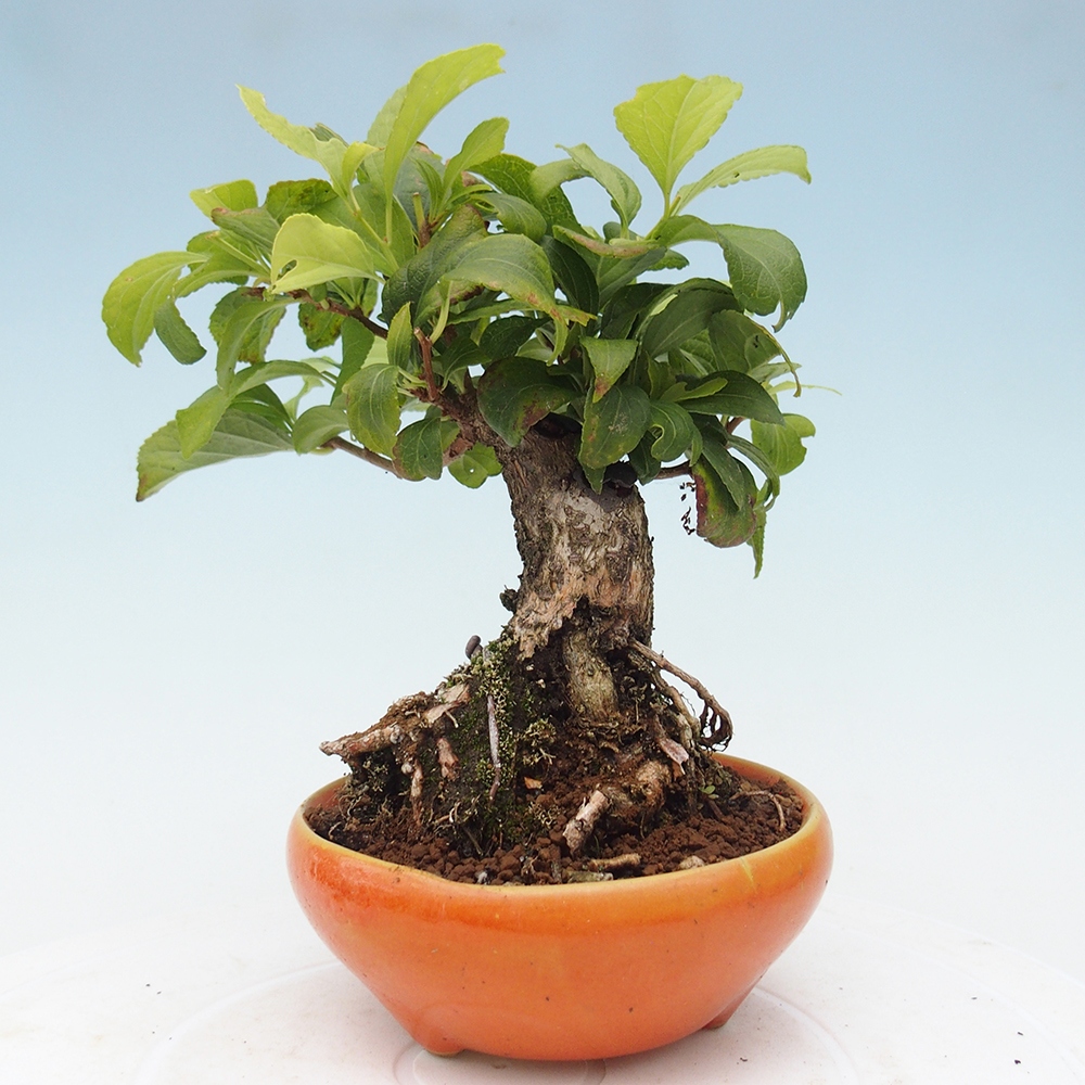 Outdoor bonsai - Celastrus Jesenec