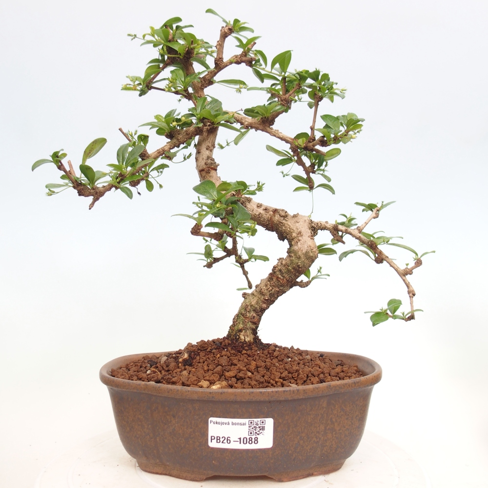 Room bonsai - Carmona macrophylla - Tea fuki