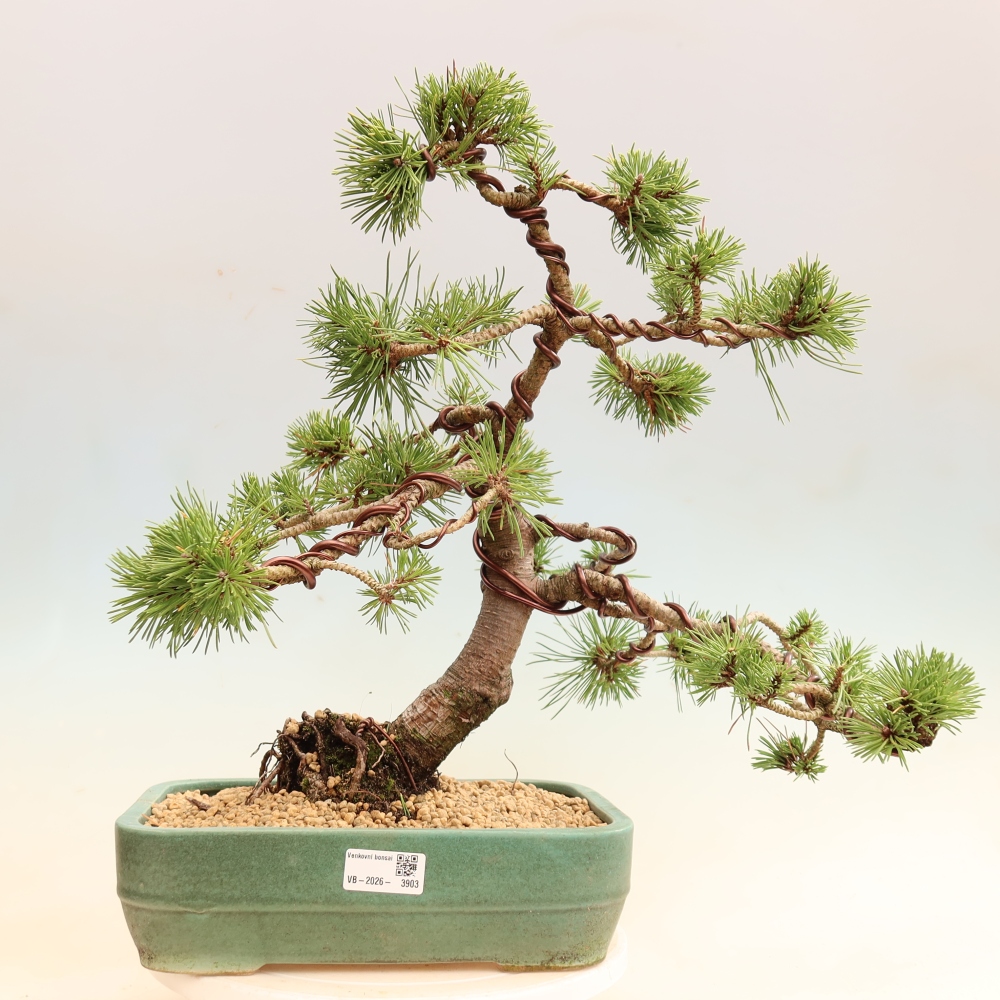 Outdoor Bonsai - Pinus mugo Humpy  - Mountain Pine