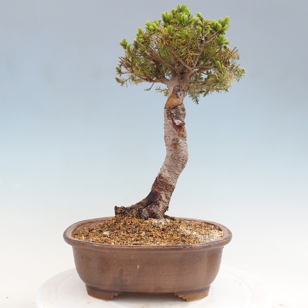 Outdoor bonsai - Spruce - Picea glauca globe