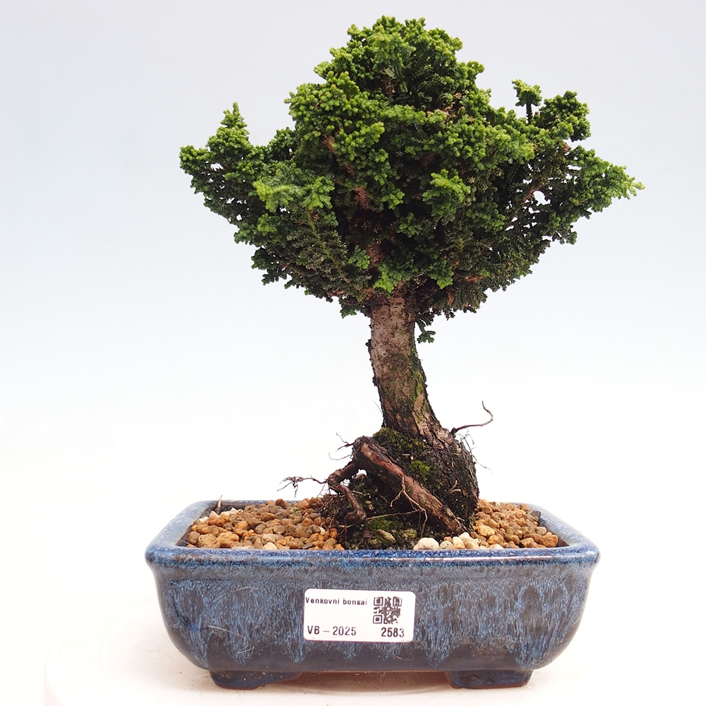 Outdoor bonsai - Cham. obtusa SEKKA HINOKI - Cypress