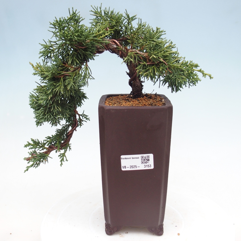 Outdoor bonsai - Juniperus chinensis Kishu - Chinese Juniper