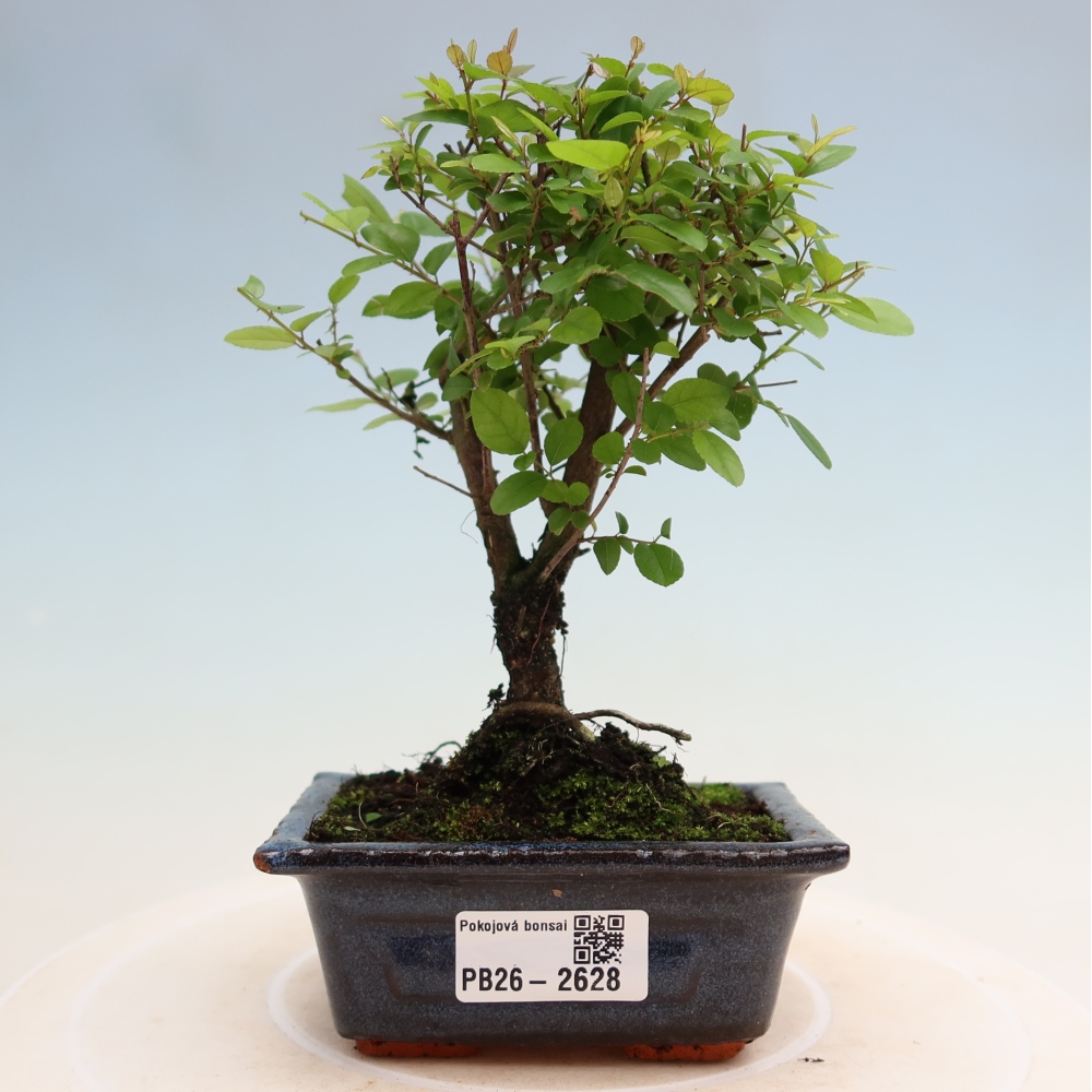 Room bonsai - Sageretia thea - Sageretia thea