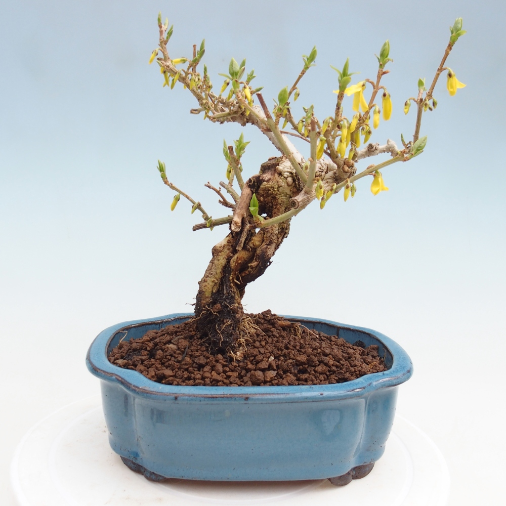 Outdoor bonsai - Zlatice - Forsythia koreana