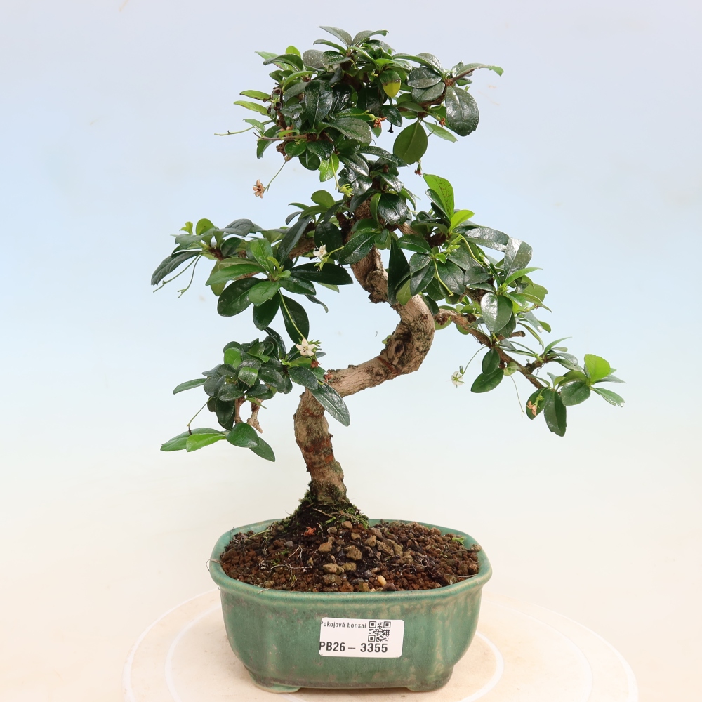 Room bonsai - Carmona macrophylla - Tea fuki