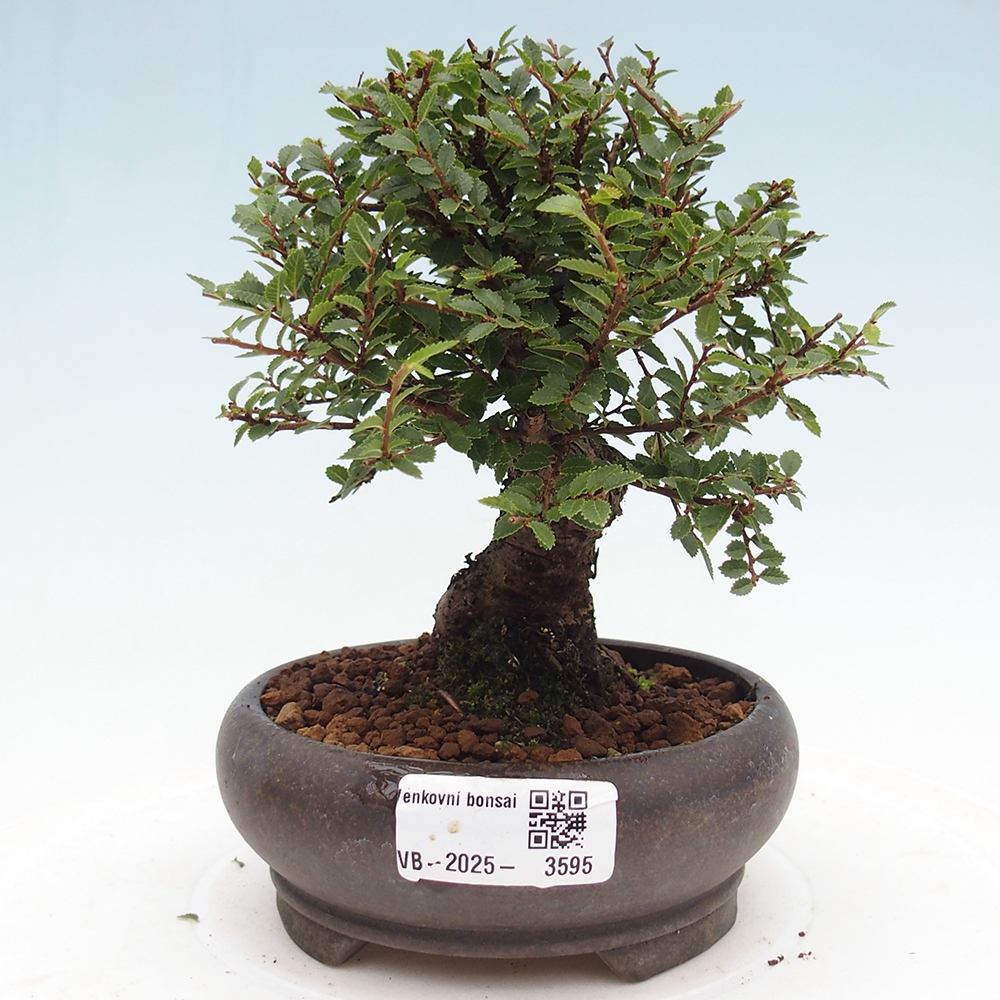 Outdoor bonsai - Ulmus parvifolia Hokkaido - Chinese elm