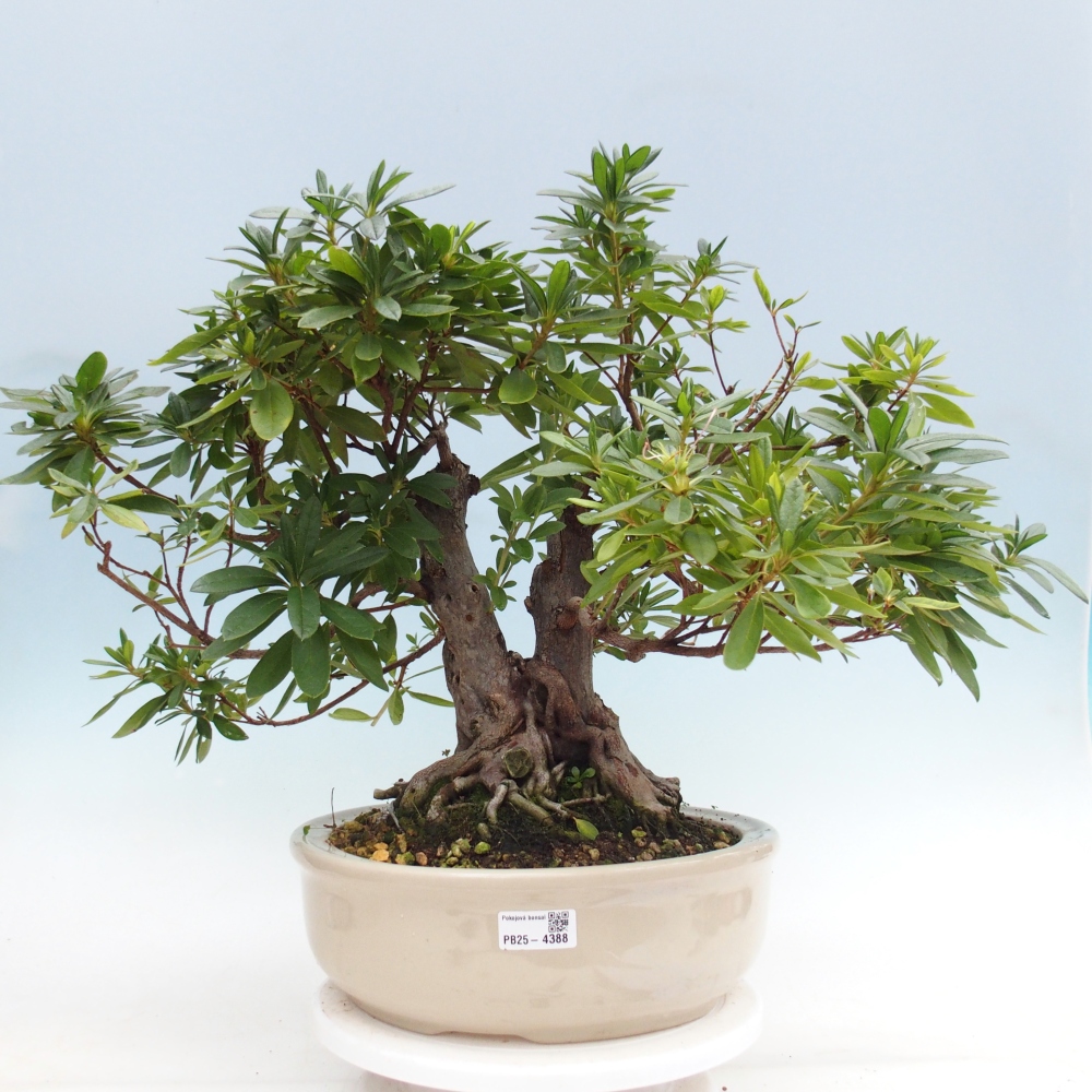 Room bonsai - Rhododendron simsii - Pennywort