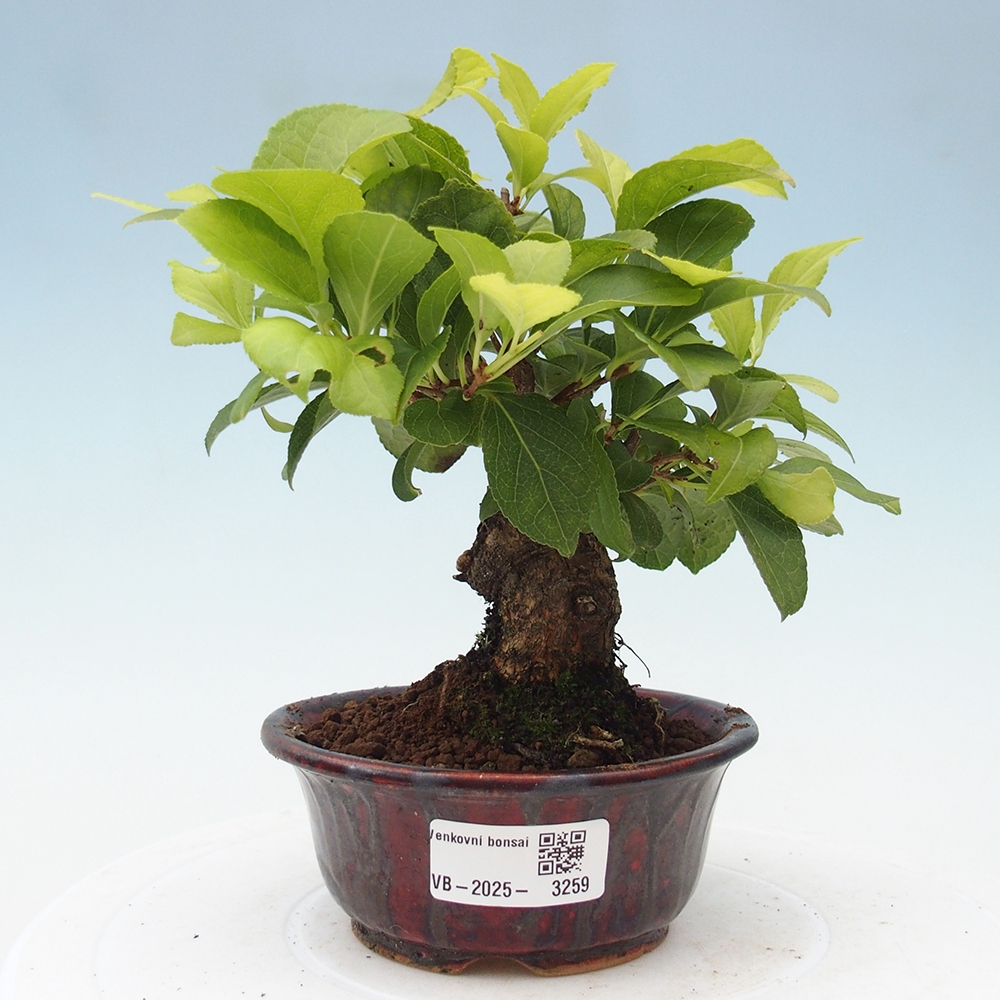 Outdoor bonsai - Celastrus Jesenec