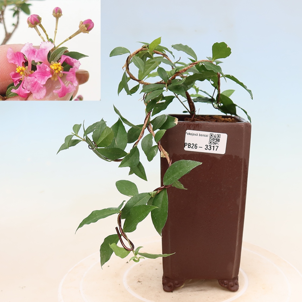Indoor Bonsai - Barbados Cherry - Malpighia glabra 