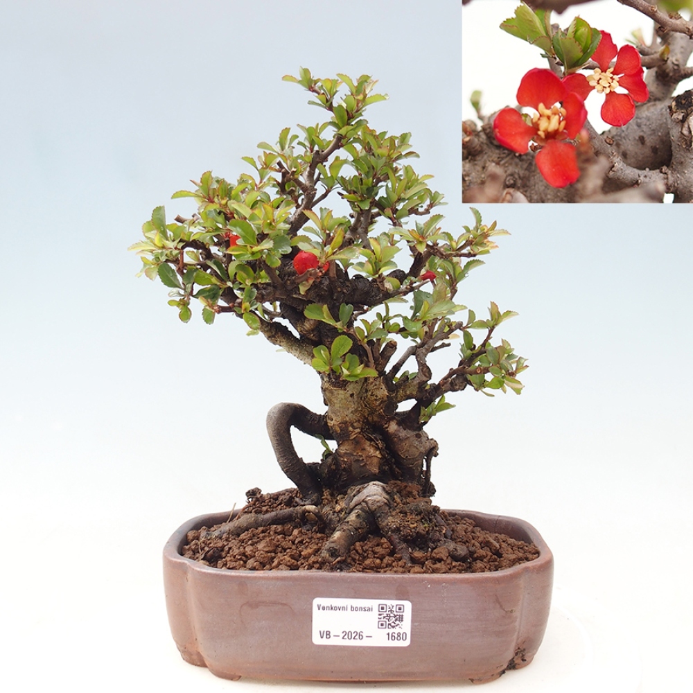 Outdoor bonsai - Chaneomeles speciosa - Quince