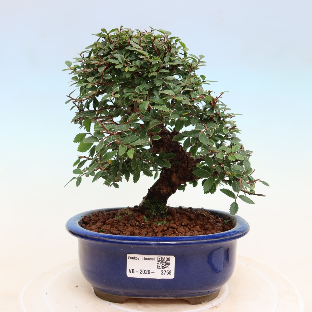 Outdoor bonsai - Zelkova - Zelkova NIRE