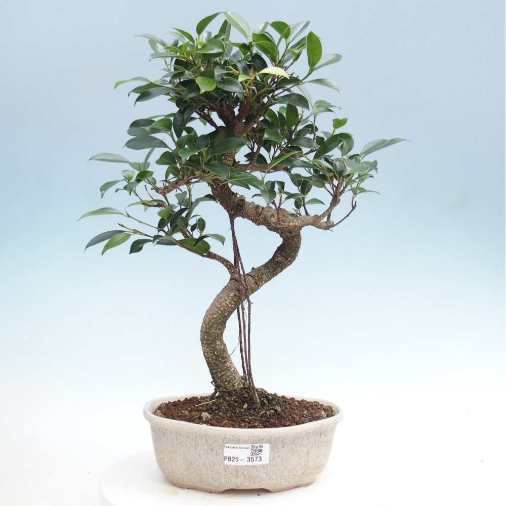 Room bonsai - Ficus retusa - small-leaved ficus