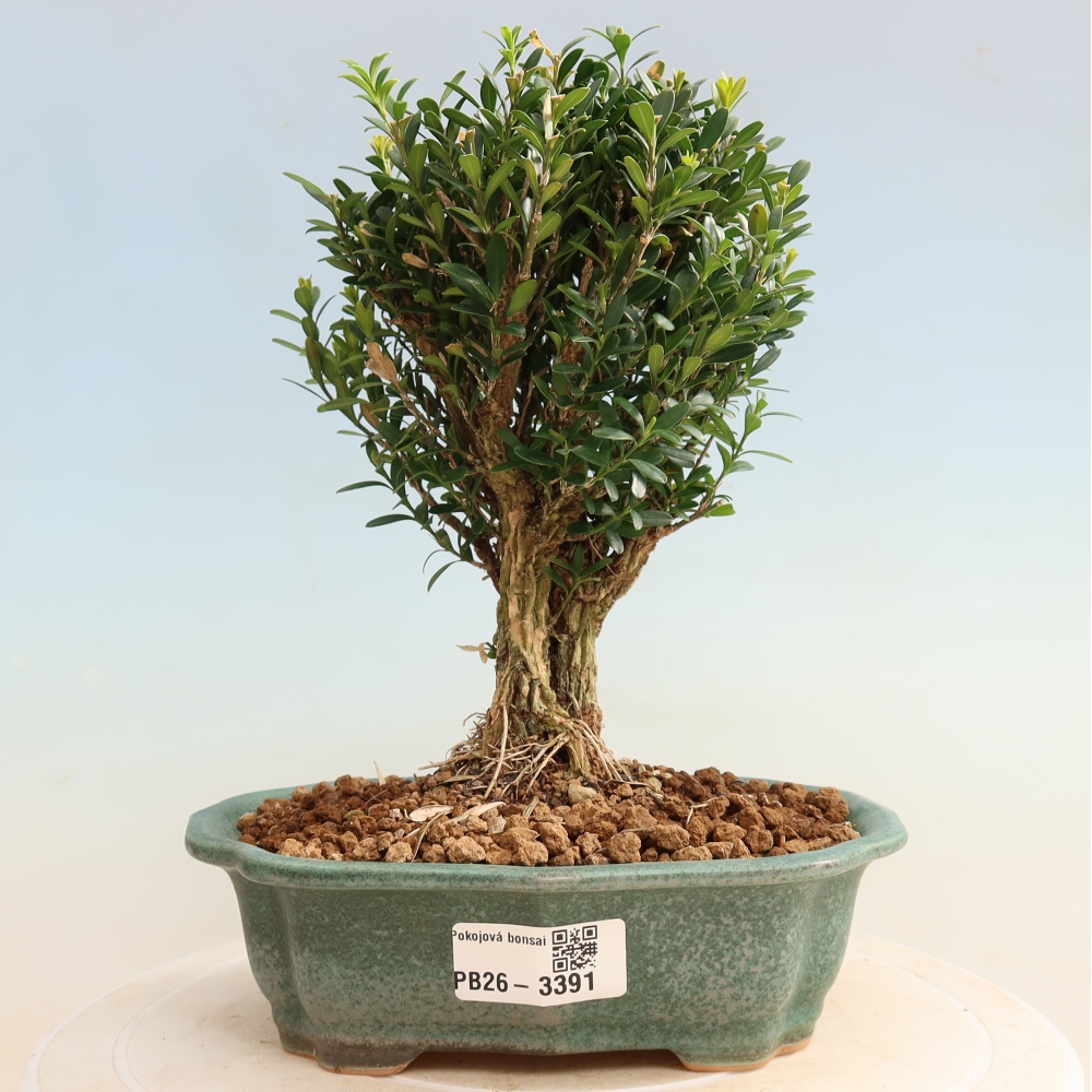 Room bonsai - Buxus harlandii - cork buxus