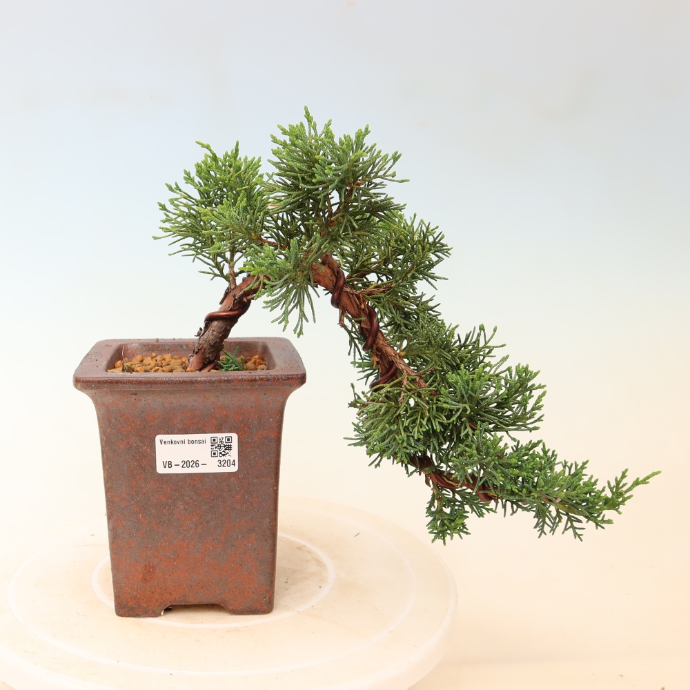 Outdoor bonsai - Juniperus chinensis Kishu
