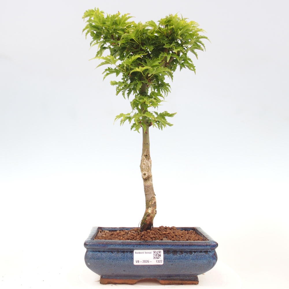 Outdoor bonsai -Javor palm Acer palmatum Shishigashira