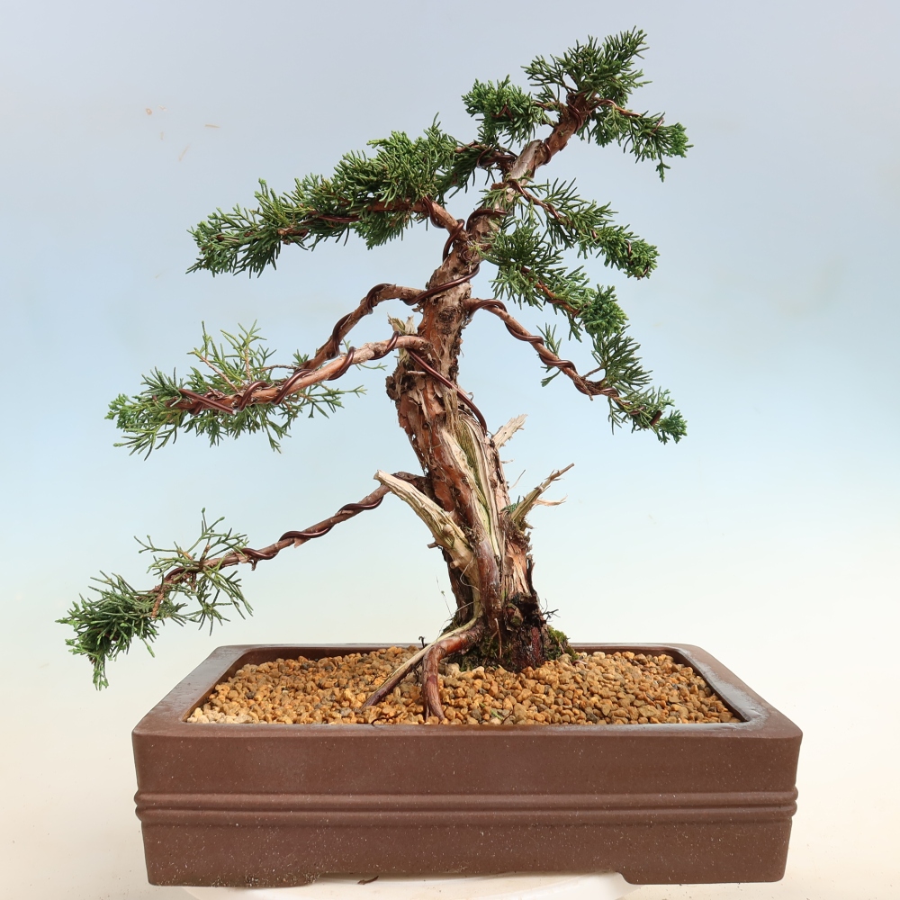 Outdoor bonsai - Juniperus chinensis Kishu