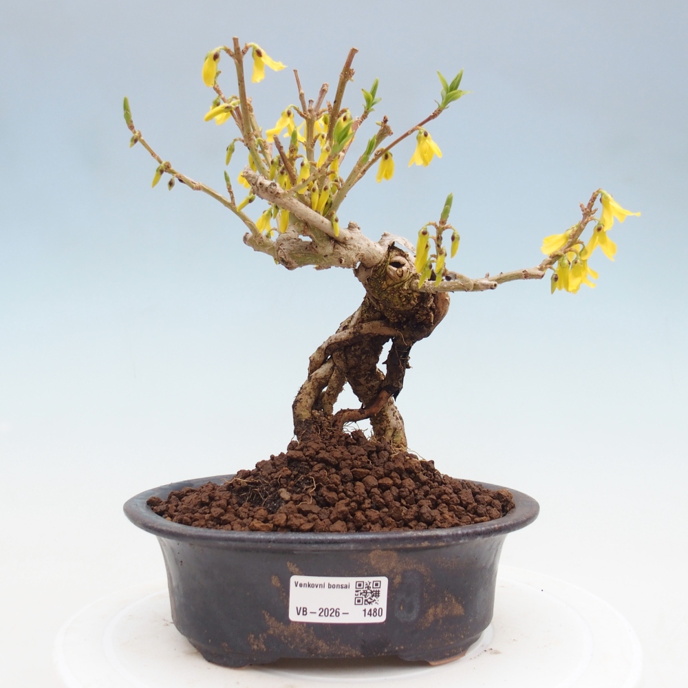Outdoor bonsai - Zlatice - Forsythia koreana
