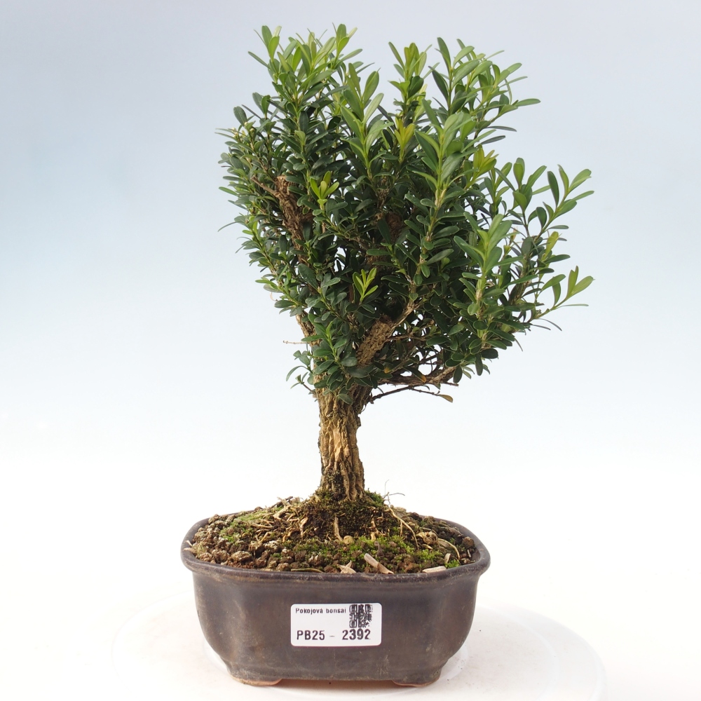 Indoor bonsai - Buxus harlandii - Cork boxwood