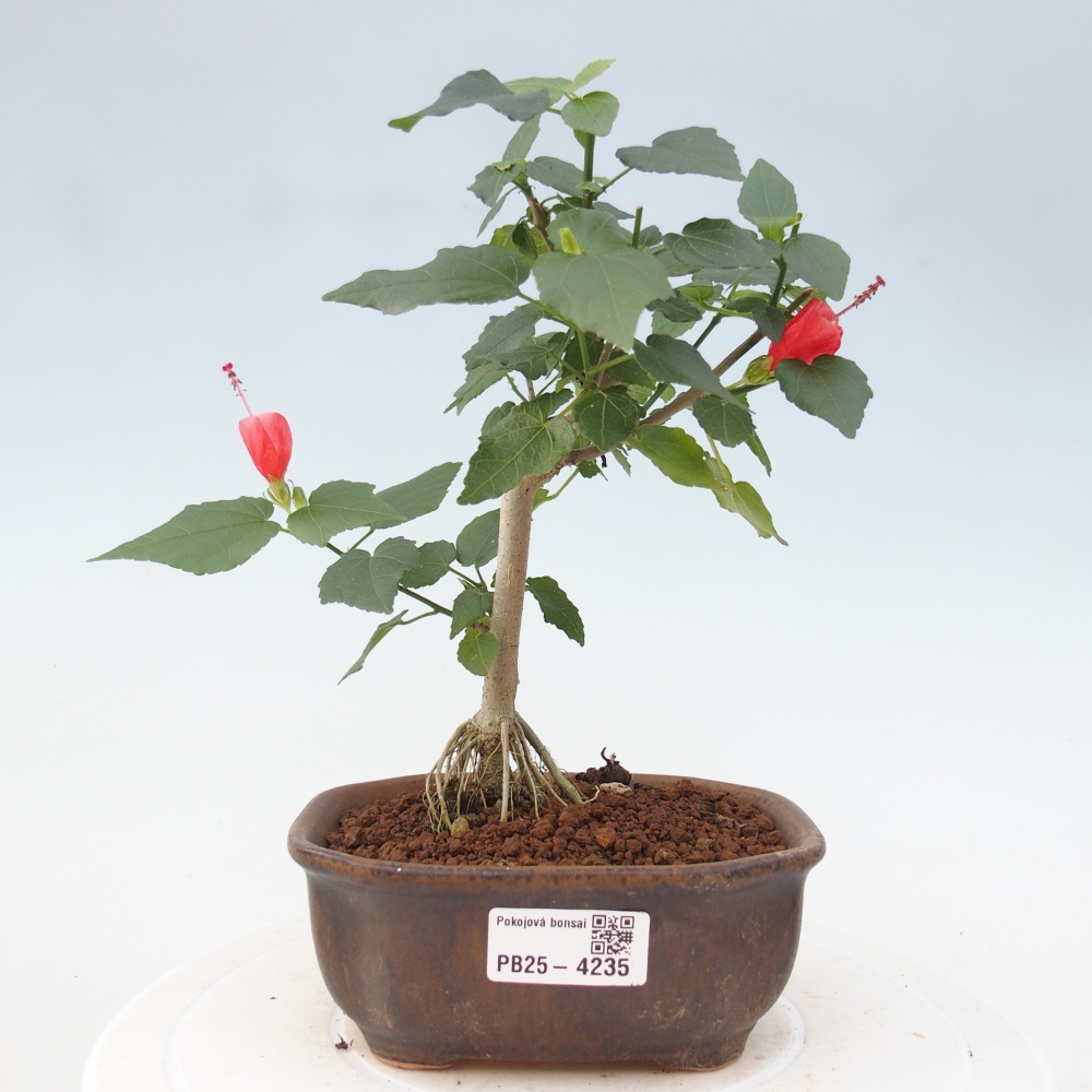 Indoor bonsai - Malvaviscus arboreus