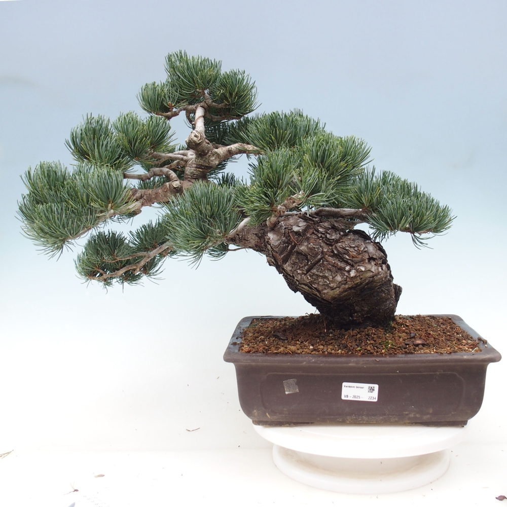 Outdoor bonsai - Pinus parviflora - Small pine tree