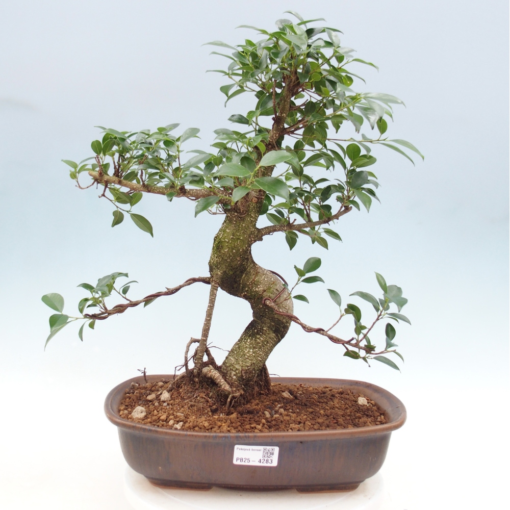 Room bonsai - Ficus retusa - small-leaved ficus