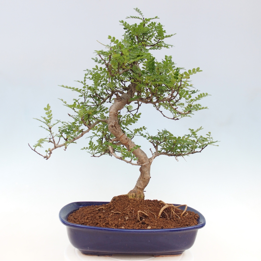 Indoor bonsai - Zantoxylum piperitum - Peppermint