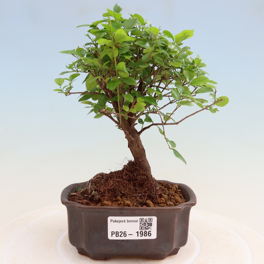 Room bonsai - Sageretia thea - Sageretia thea