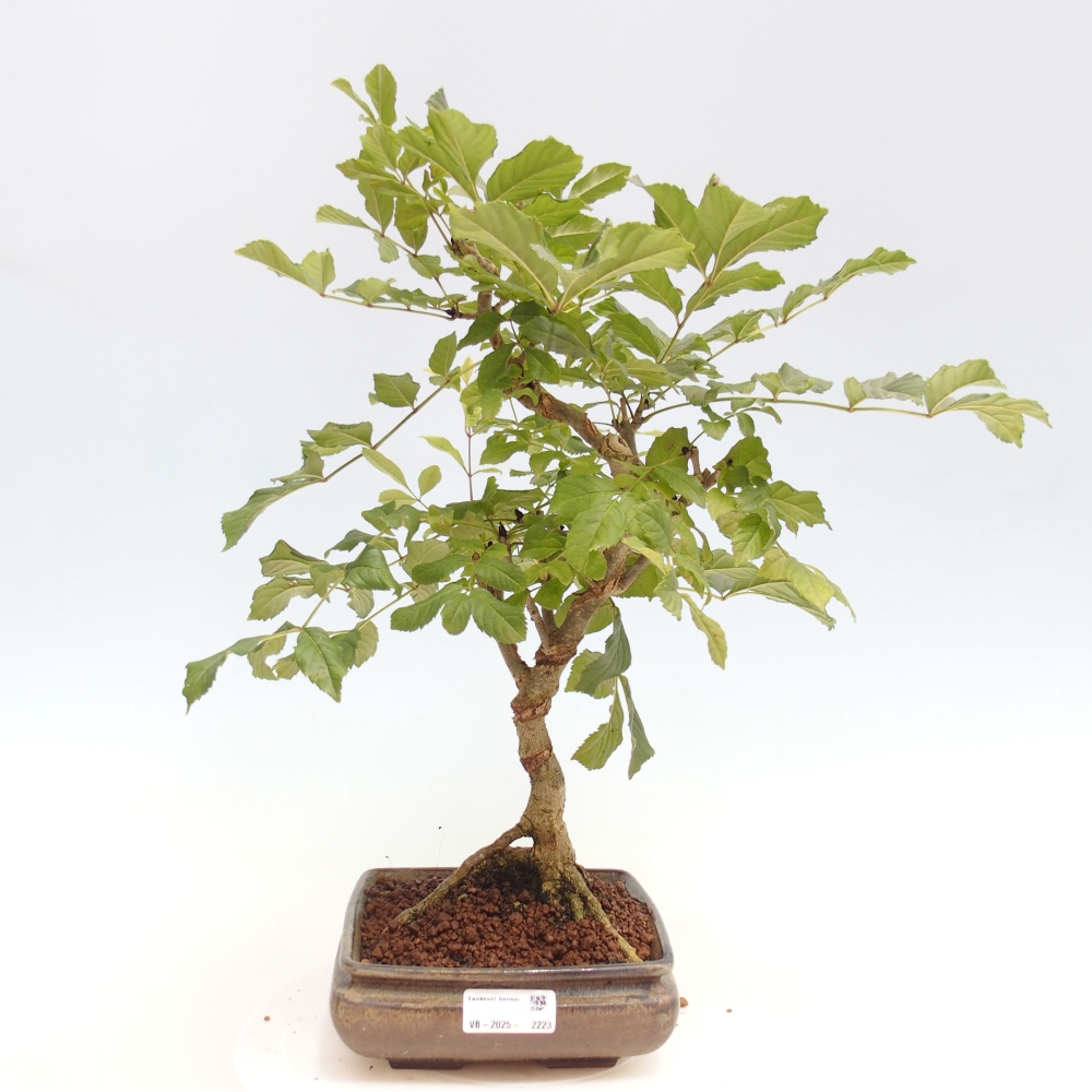 Outdoor bonsai - Fraxinus - Ash