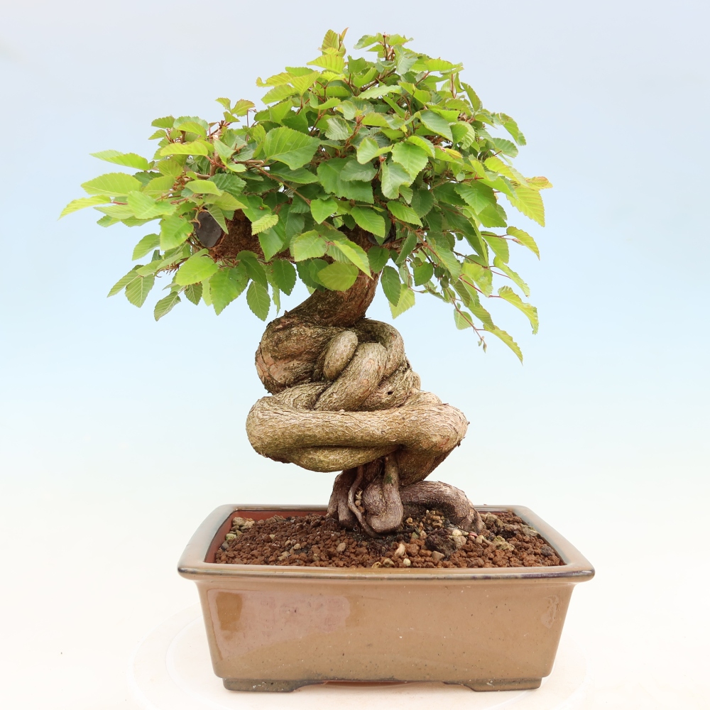 Outdoor bonsai -Carpinus coreana - Korean Hornbeam