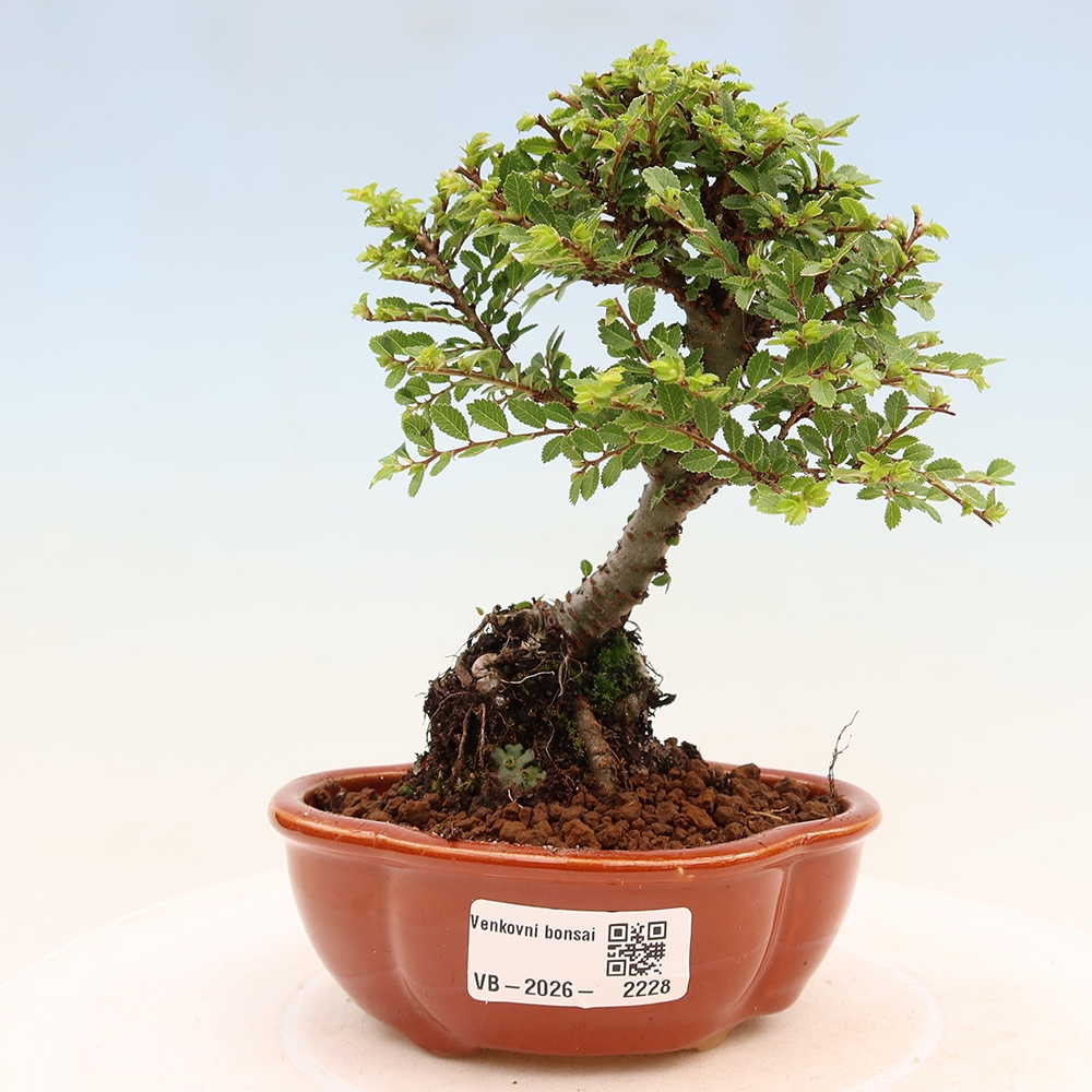 Outdoor Bonsai - Ulmus parvifolia 'Sagei' - Small-leaved Elm