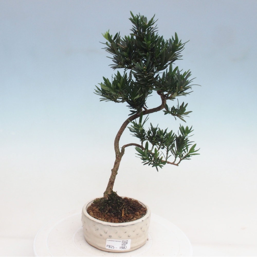 Indoor bonsai - Podocarpus - Stone thous