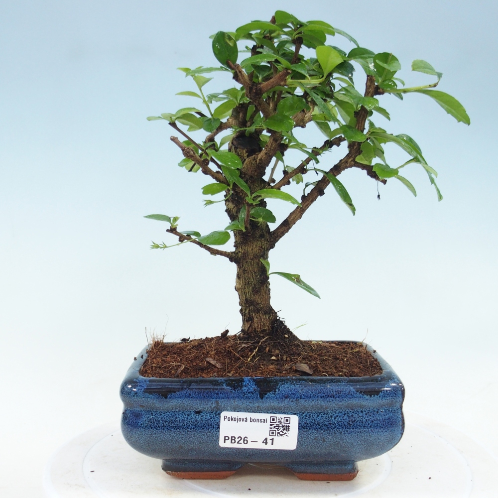 Room bonsai - Carmona macrophylla - Tea fuki