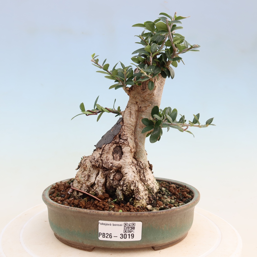 Indoor bonsai - Olea europaea sylvestris