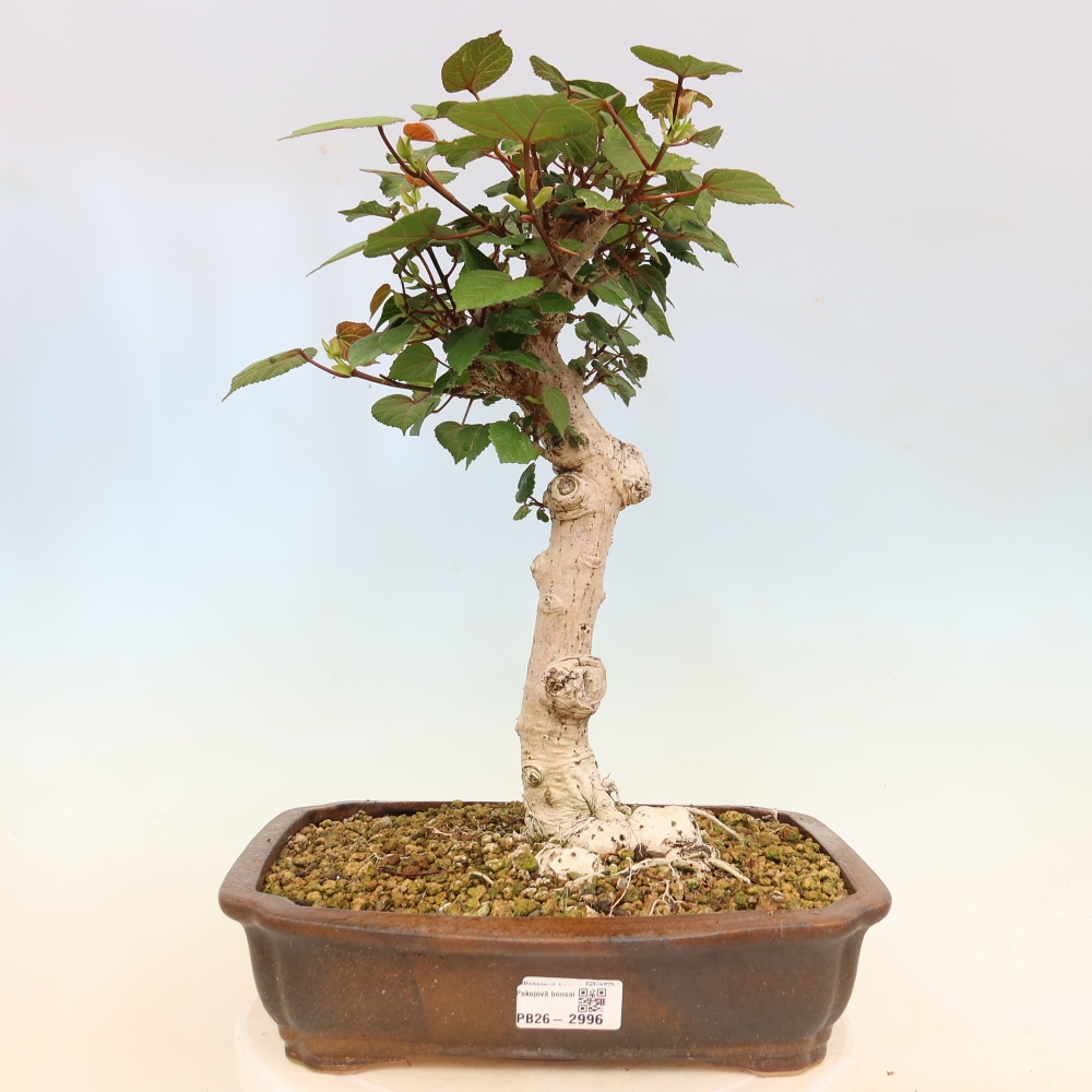 Indoor bonsai - Hibiscus tiliaceus - Sea Hibiscus