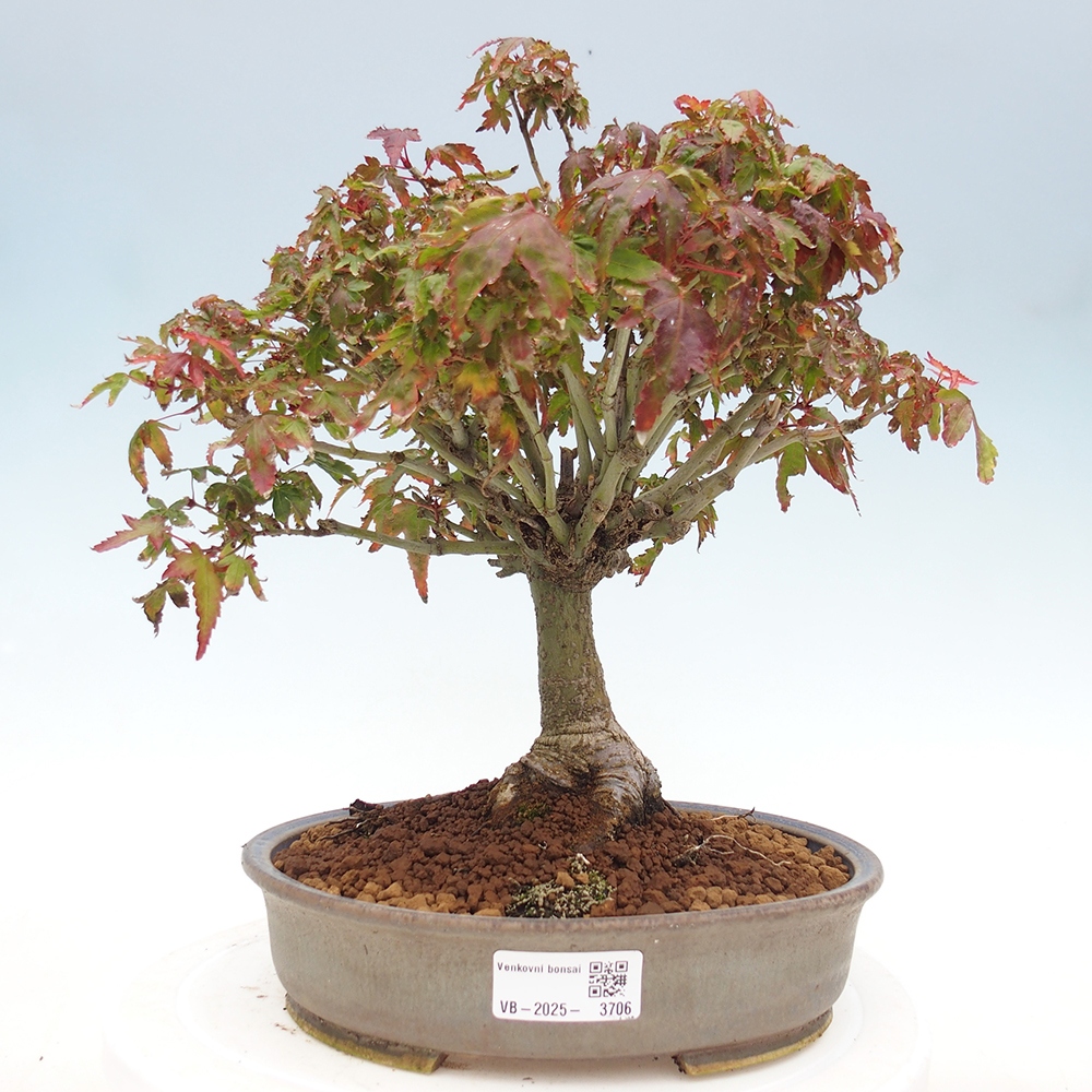 Acer palmatum KIOHIME - Palmetto maple