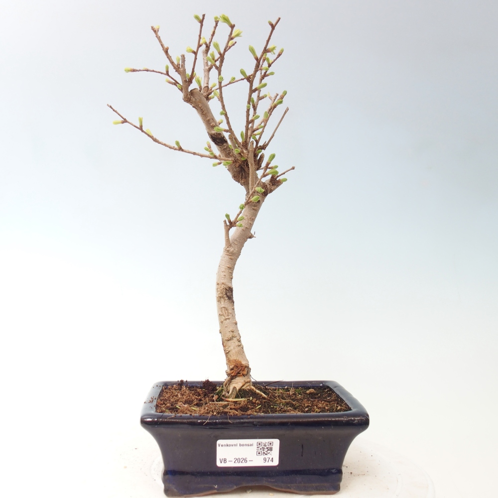 Outdoor bonsai -Pseudolarix amabis-Pseudolarix amabis