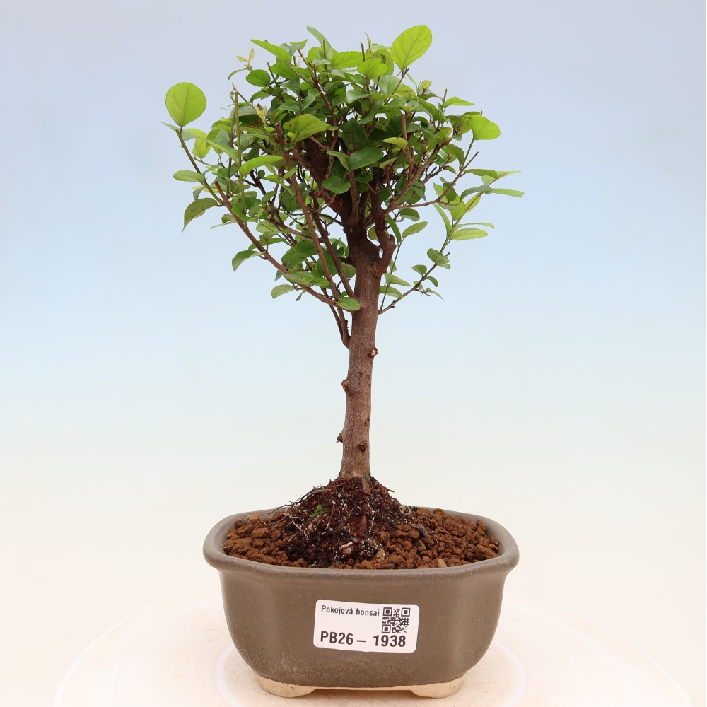 Room bonsai - Sageretia thea - Sageretia thea