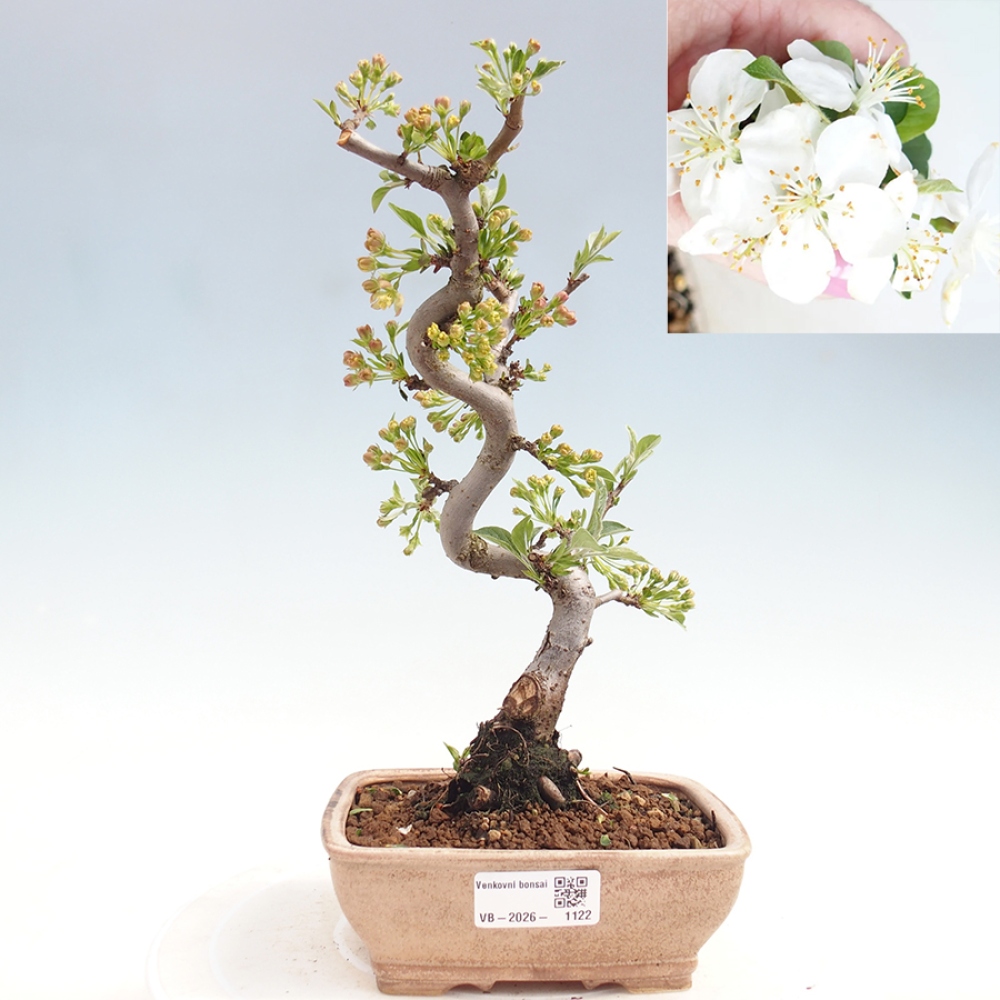 Outdoor bonsai - Malus sargentii - Small-fruited apple tree