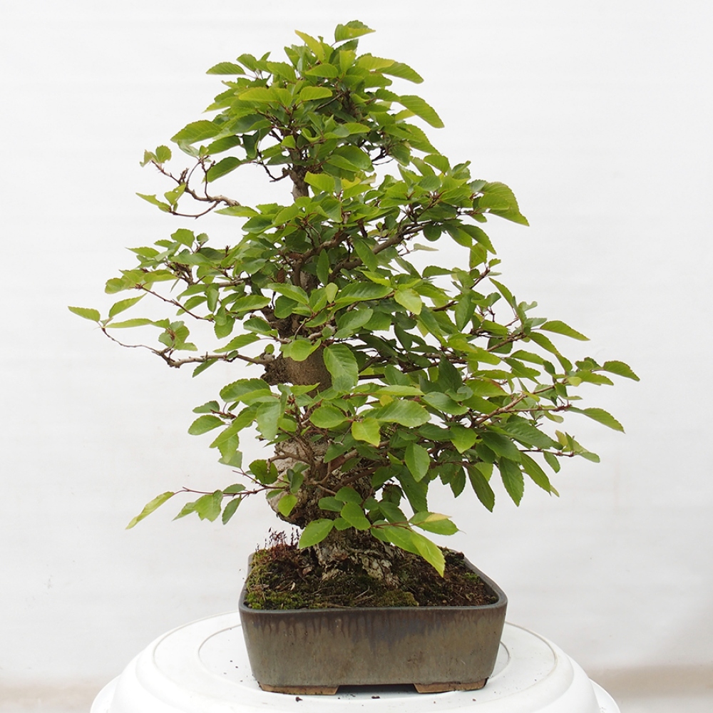 Outdoor bonsai -Carpinus CARPINOIDES - Korean hornbeam