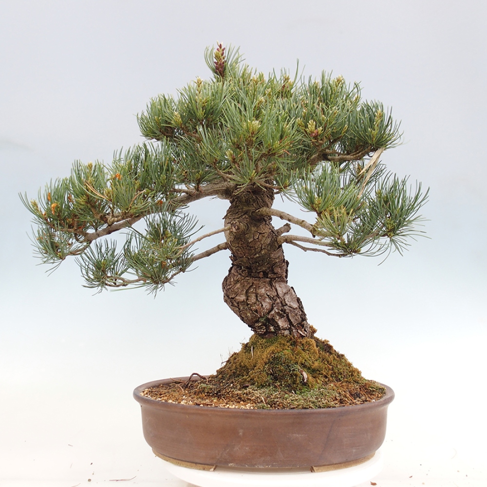 Outdoor bonsai - Pinus parviflora - Pinus parviflora