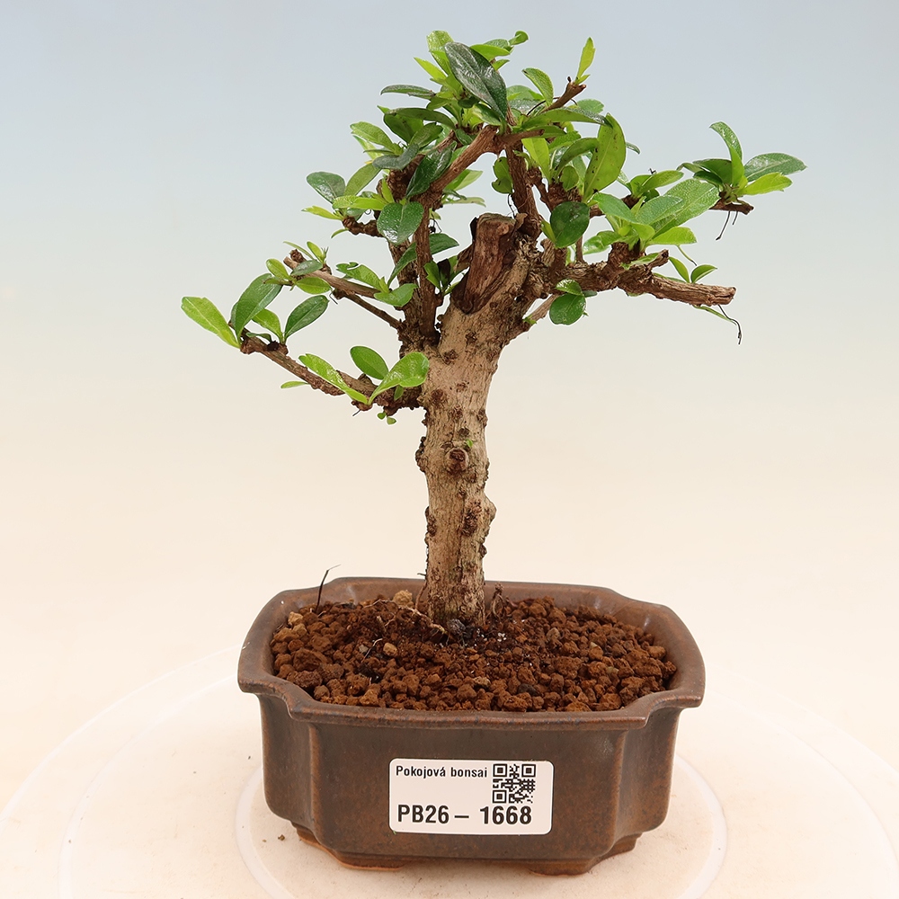 Room bonsai - Carmona macrophylla - Tea fuki