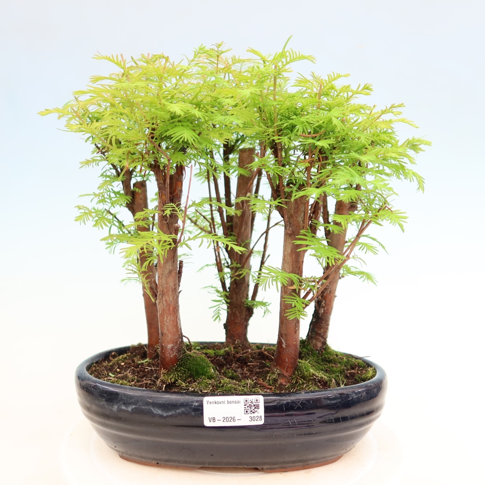 Outdoor Bonsai - Metasequoia glyptostroboides - Chinese Metasequoia - Grove
