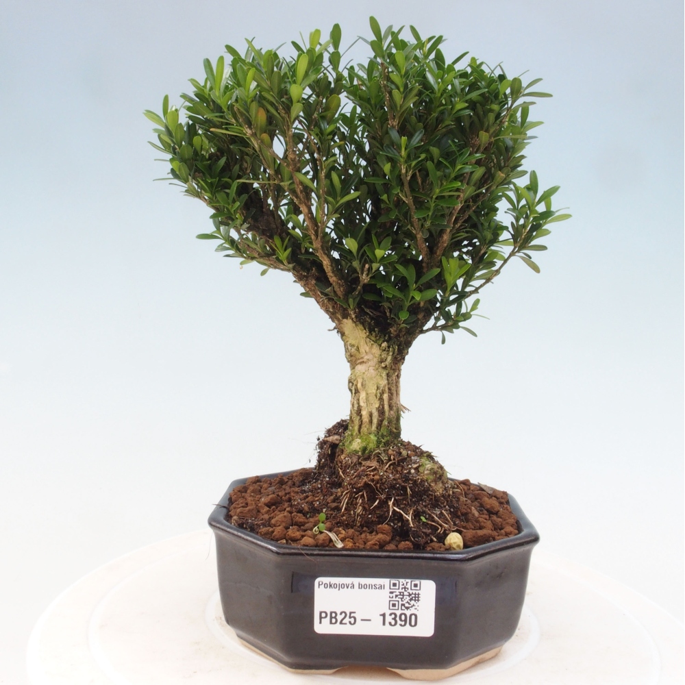 Room bonsai - Buxus harlandii - cork buxus