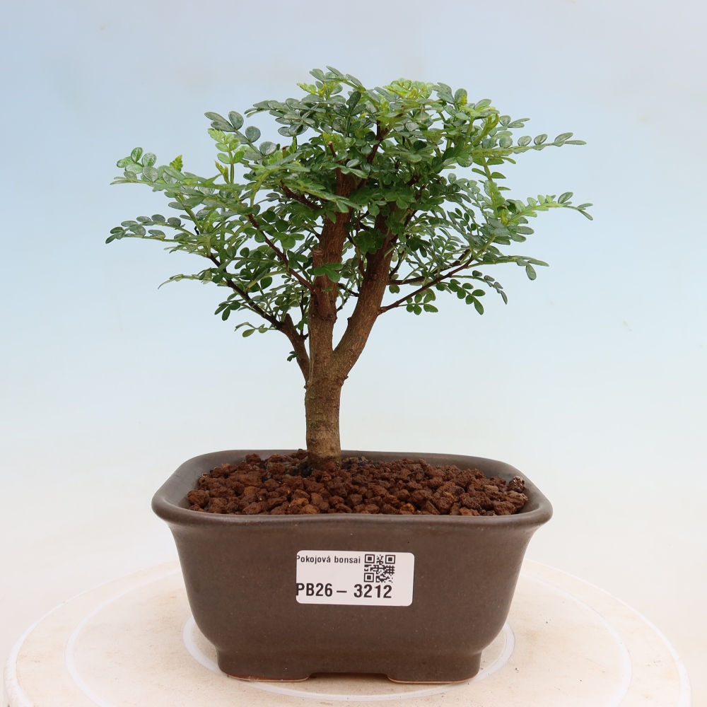 Room bonsai - Zantoxylum piperitum - pepper tree