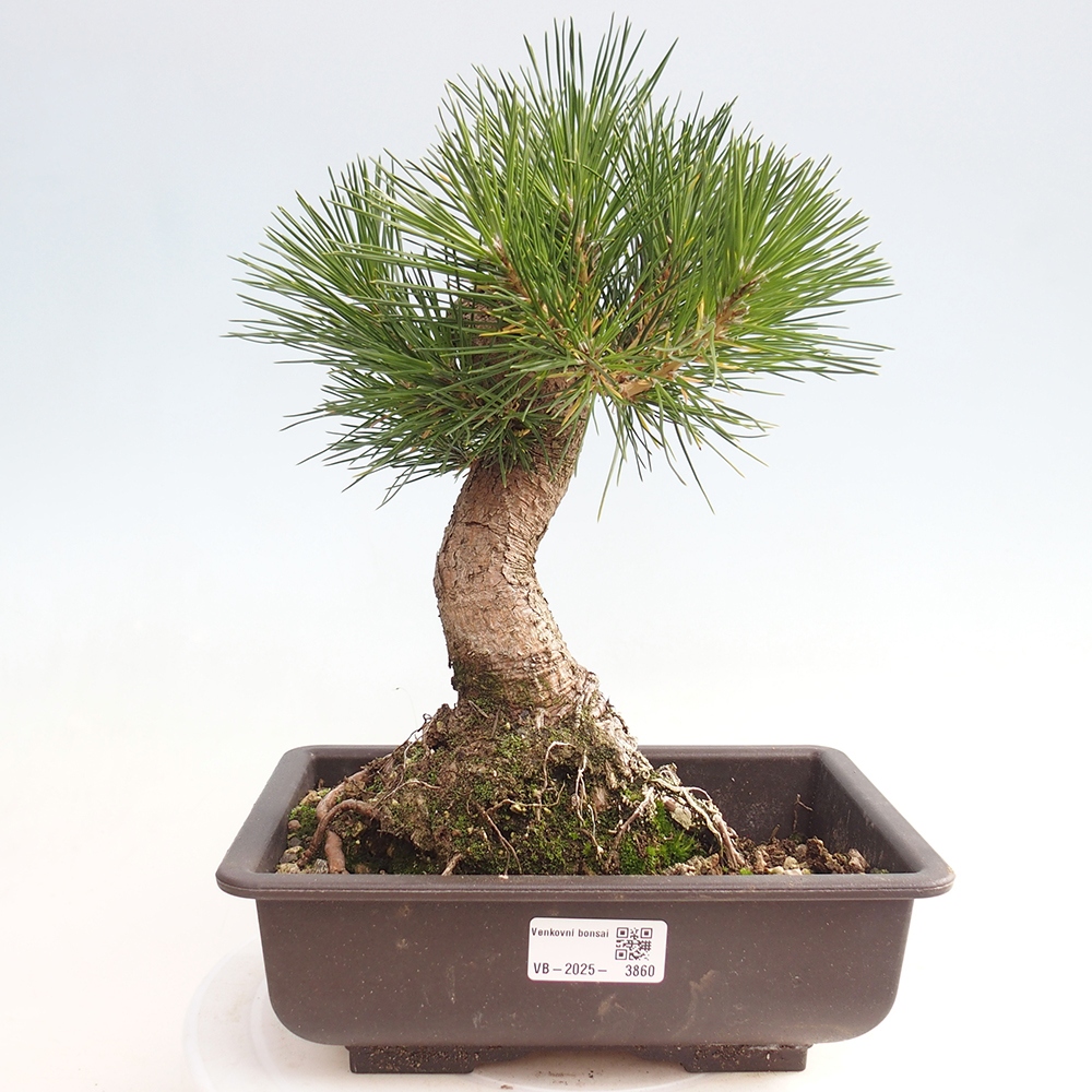 Outdoor bonsai - Pinus thunbergii - Thunberg pine