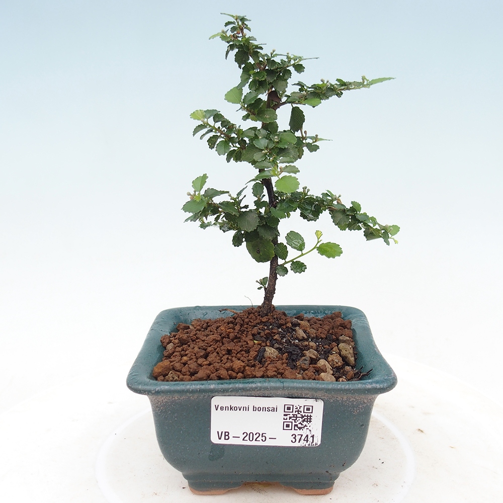 Indoor bonsai - Grewia sp. - Small-leaved Grewie
