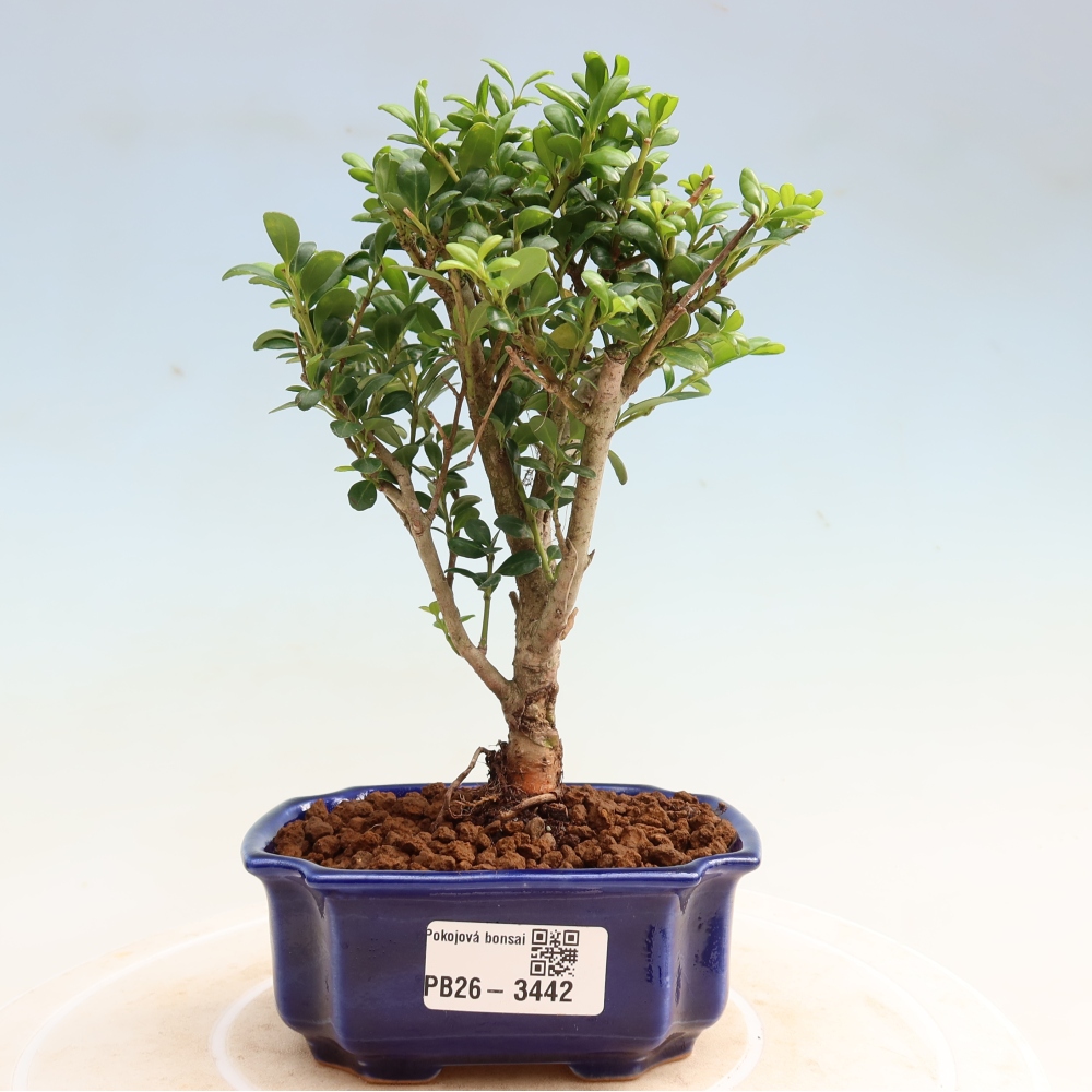 Room bonsai - Ilex crenata - Holly