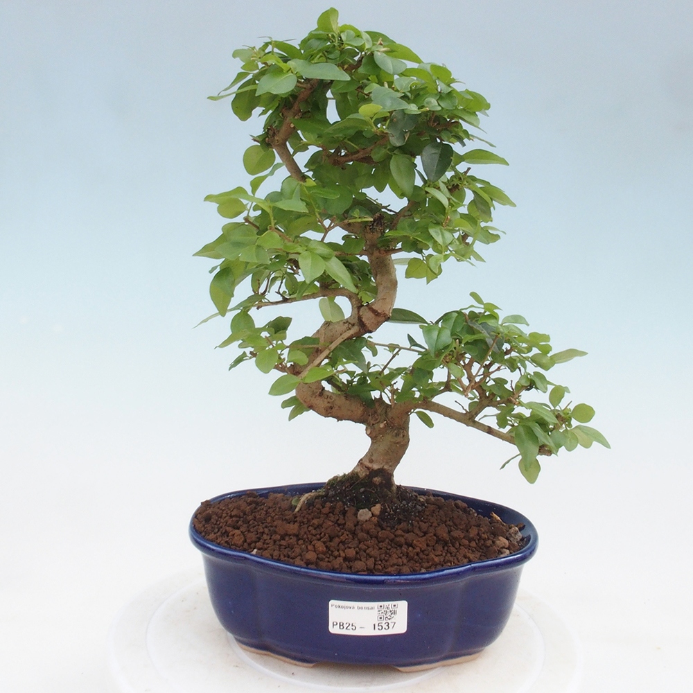 Indoor bonsai -Ligustrum chinensis - Bird's beak