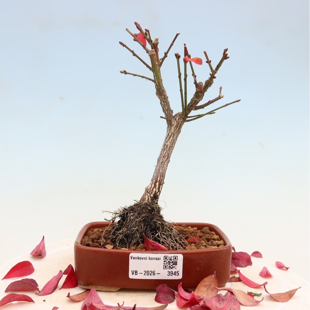 Outdoor bonsai -  Euonymus alatus comactus  - winged spindle tree