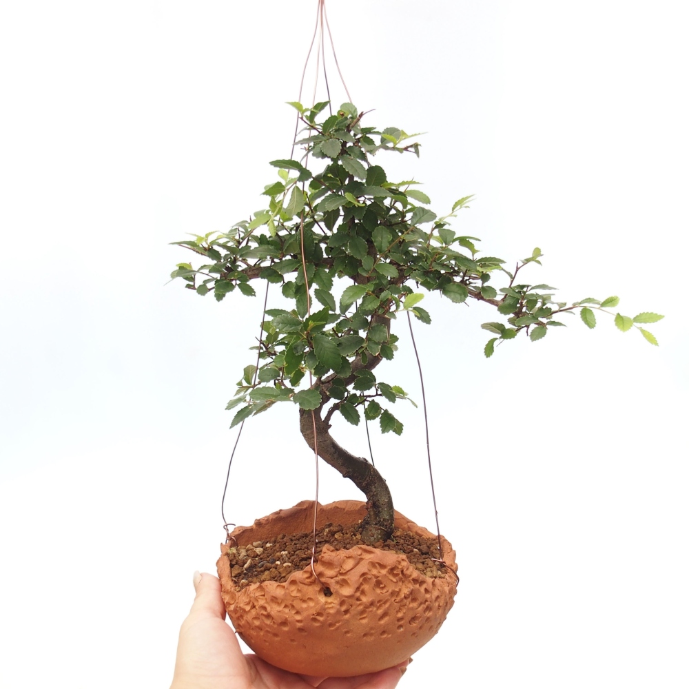 Kokedama in ceramics -Ulmus parvifolia- small-leaved elm